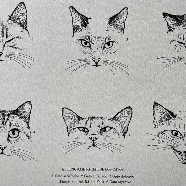 Print A5 Language de Lalauri - Imagen 2