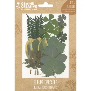 Hojas Verdes Secas para Manualidades y Decoración 21 piezas de Graine Créative